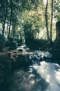 Scenic view of river amidst trees in forest