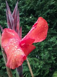 Close-up of wet pink flower