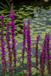 Close-up of pink flowers