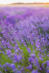 Close-up of purple flowering plants on field