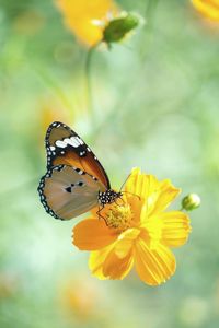 Close-up of butterfly on flower