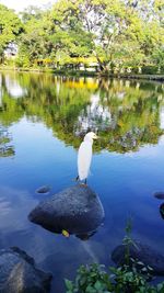 View of bird perching on rock in lake