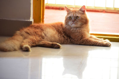 Portrait of cat lying on floor at home