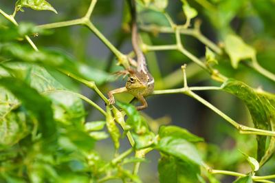 Close-up of insect on plant