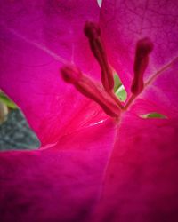 Close-up of pink rose flower