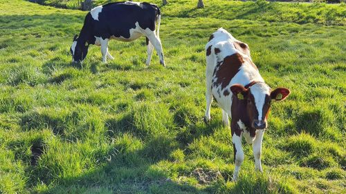 Cow standing in a field