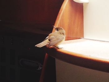 Close-up of bird perching