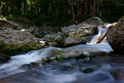 Stream flowing in forest