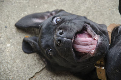 Close-up portrait of a dog
