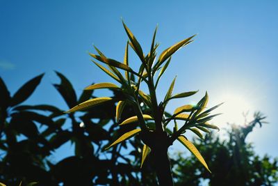 Low angle view of plant against clear blue sky