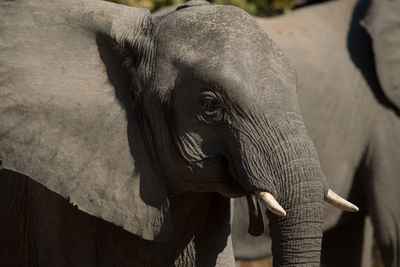 Elephant in a elephant
