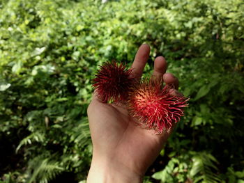 Cropped hand holding rambutans by plants