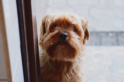 Close-up portrait of dog at home