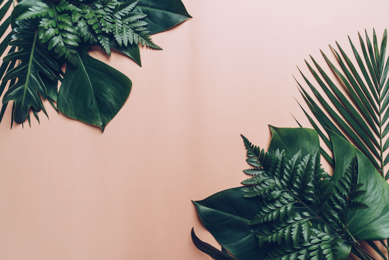 CLOSE-UP OF POTTED PLANT AT HOME