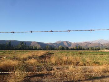 Scenic view of field against clear blue sky