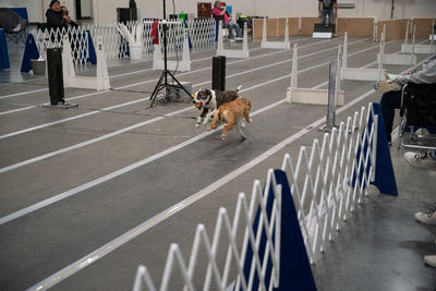 Dog walking on railing in city