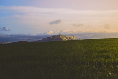 Scenic view of field against sky