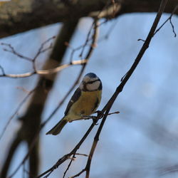 Bird perching on branch