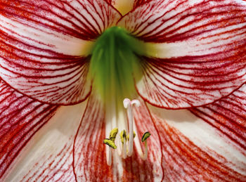 Close-up of red rose flower