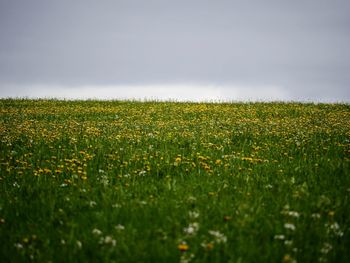 Scenic view of yellow flower field against sky