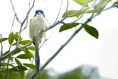 Low angle view of bird perching on tree against sky