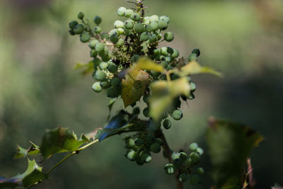 Close-up of fruits growing on plants