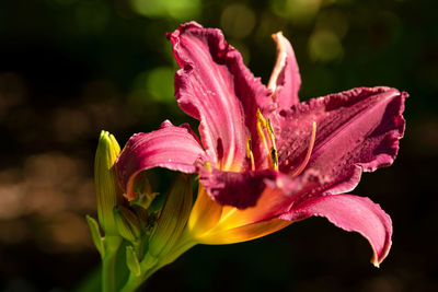 Day lily, hemerocallis, close up of the flower head