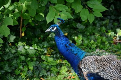 Close-up of peacock on plant