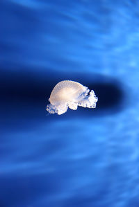 Close-up of jellyfish in sea