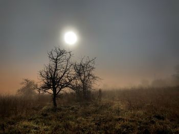 Bare tree on field against sky