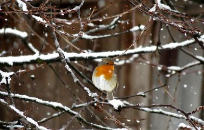 Close-up of bird perching on snow