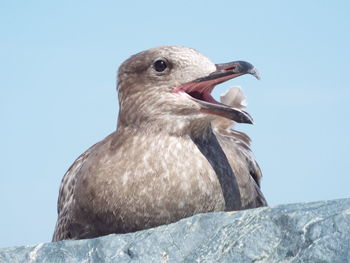 Close-up of seagull perching on rock against sky