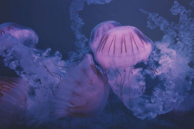 Close-up of jellyfish swimming in sea