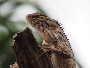 Close-up of a lizard on a tree