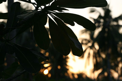 Close-up of tree branch