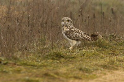 Side view of a bird on land