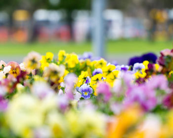 Close-up of honey bee pollinating on purple flower