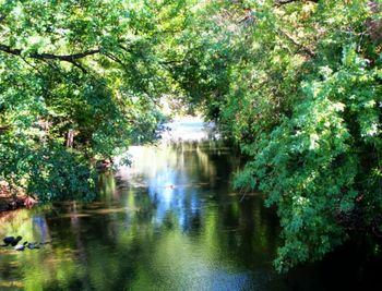 Reflection of trees in water