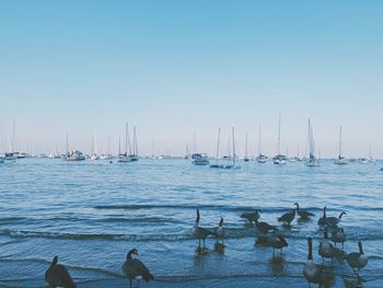 Sailboats in sea against clear sky