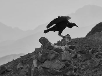 Low angle view of bird on rock