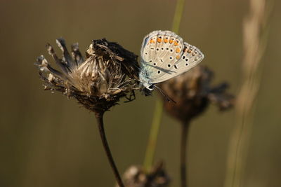 Close-up of butterfly perching on plant