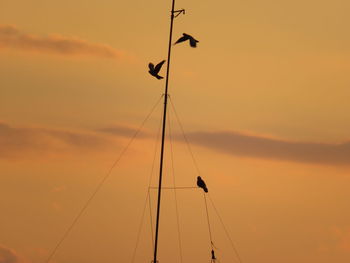 Low angle view of silhouette birds on orange sky