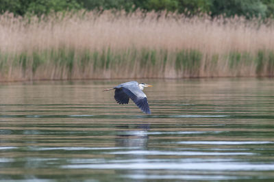 High angle view of gray heron flying over lake