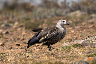 Bird perching on a field