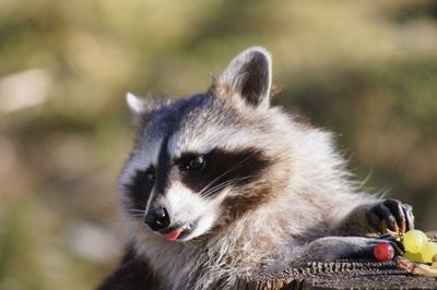 Close-up of cat