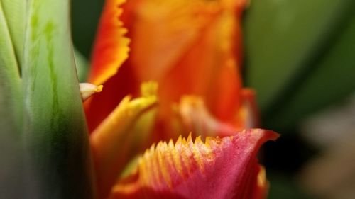 Close-up of orange flowering plant