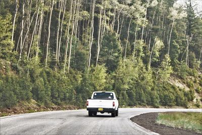 Car on road amidst trees in forest