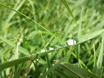 Close-up of insect on wet grass