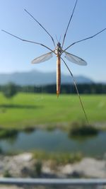 Close-up of insect on field against sky