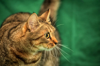 Close-up of a cat looking away